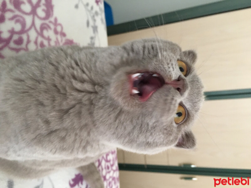 Scottish Fold, Kedi  Gofret fotoğrafı