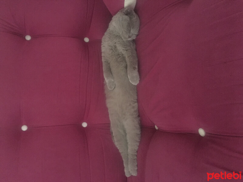 Scottish Fold, Kedi  Gofret fotoğrafı