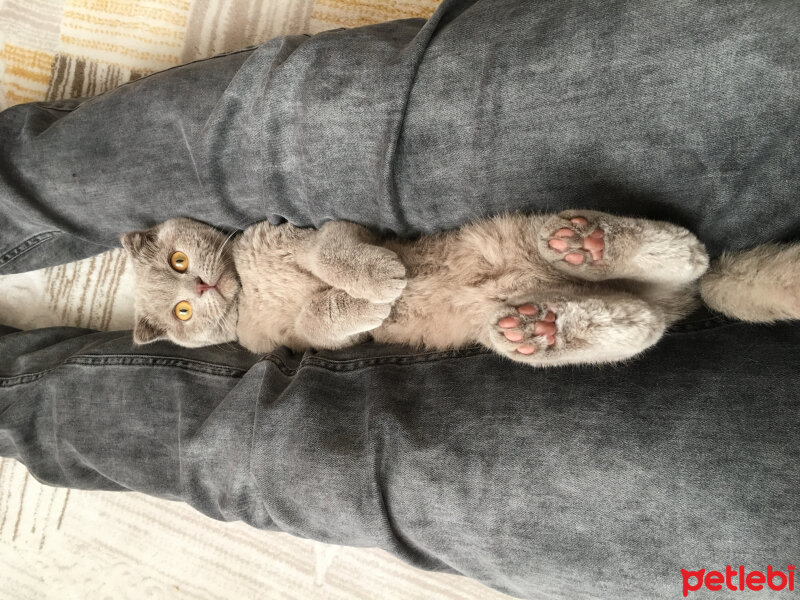 Scottish Fold, Kedi  Gofret fotoğrafı