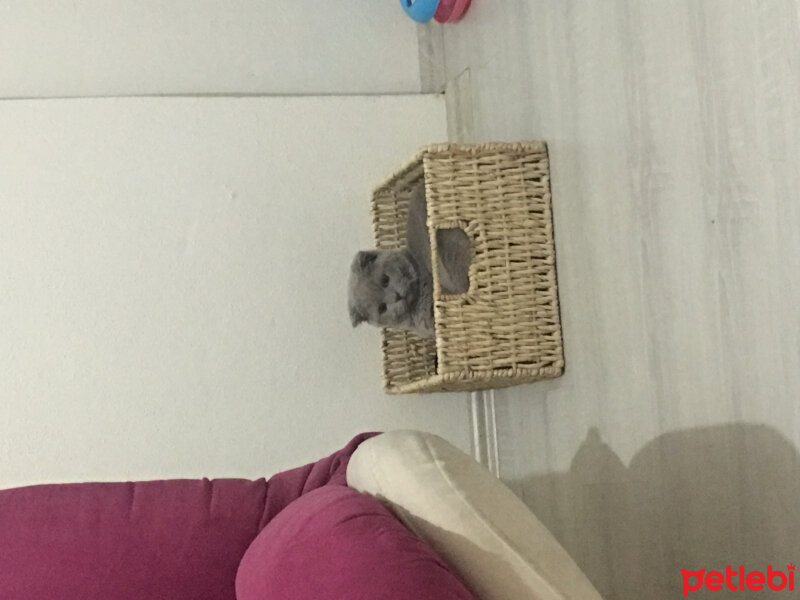 Scottish Fold, Kedi  Gofret fotoğrafı