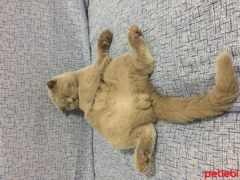 Scottish Fold, Kedi  Gofret fotoğrafı