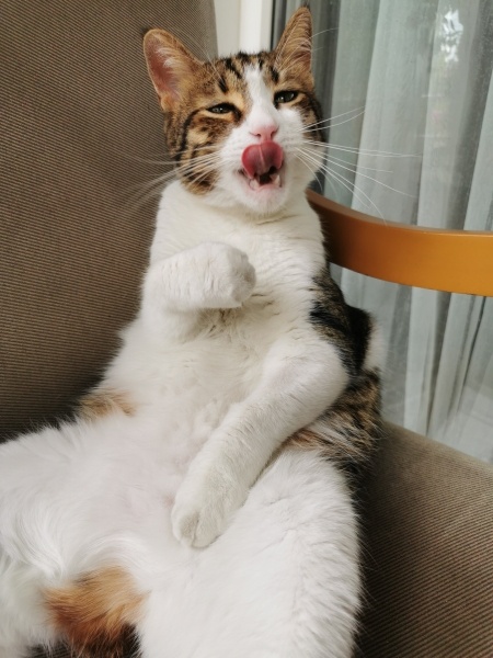 Tekir Kedi, Kedi  Koçi fotoğrafı