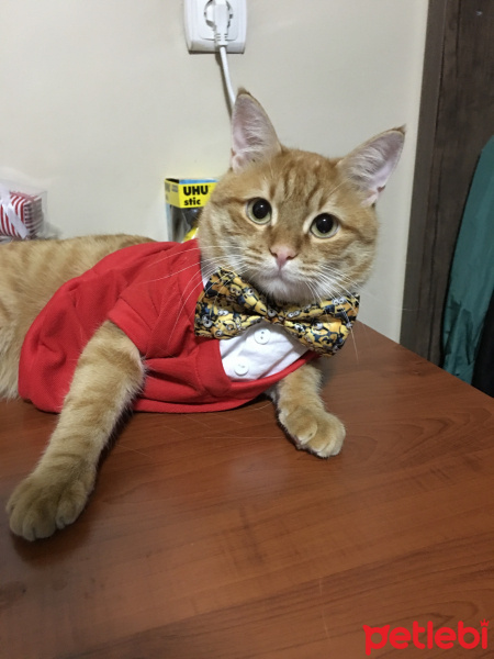 Tekir Kedi, Kedi  Aşkım fotoğrafı