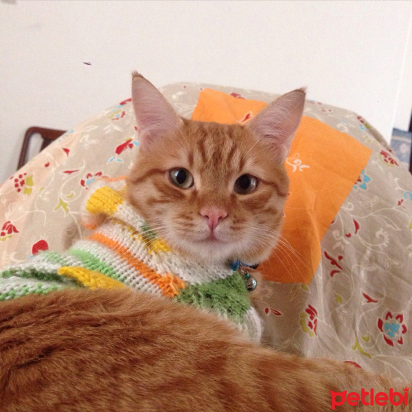 Tekir Kedi, Kedi  Aşkım fotoğrafı