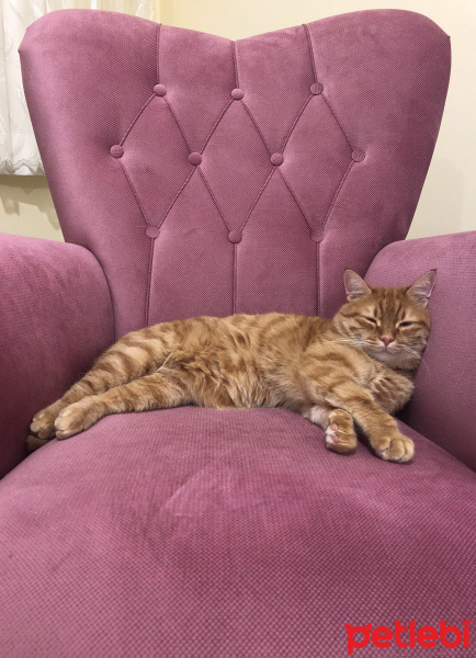 Tekir Kedi, Kedi  Aşkım fotoğrafı