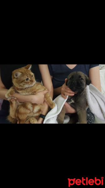 Tekir Kedi, Kedi  Aşkım fotoğrafı