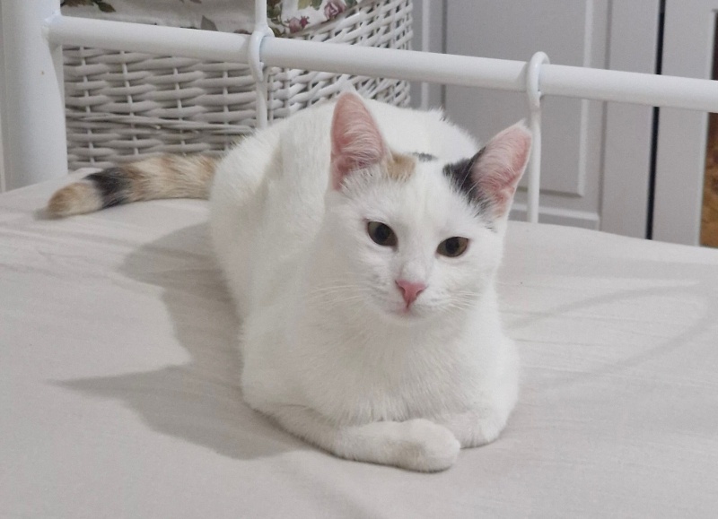 Tekir Kedi, Kedi  Pamuk fotoğrafı
