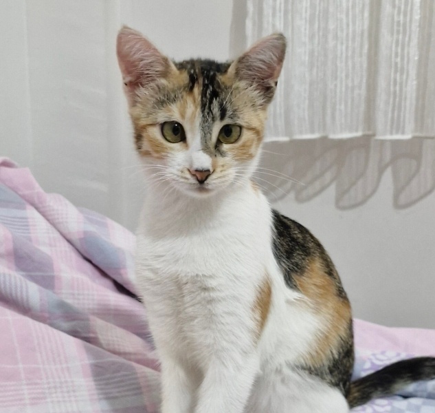 Tekir Kedi, Kedi  Badem fotoğrafı