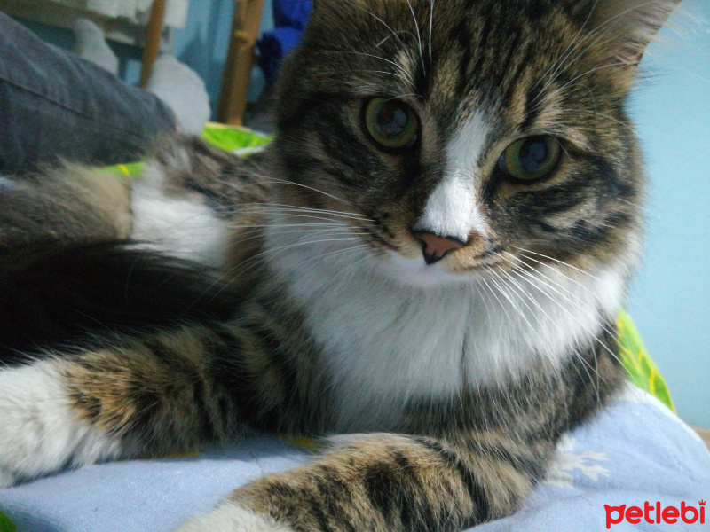 Tekir Kedi, Kedi  Sarı fotoğrafı