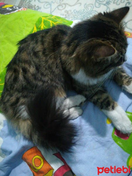 Tekir Kedi, Kedi  Sarı fotoğrafı