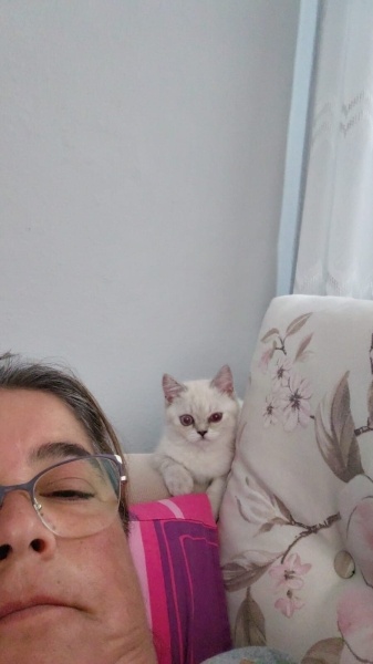 British Shorthair, Kedi  Prenses fotoğrafı