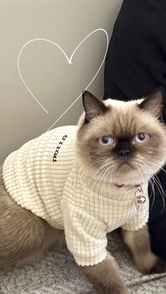 Siyam Kedisi, Kedi  Çakıl fotoğrafı