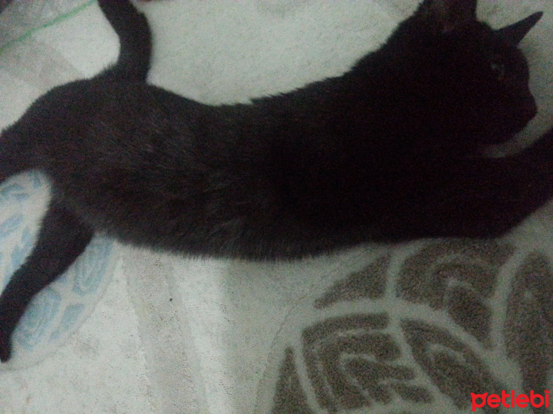 Bombay, Kedi  Gece fotoğrafı