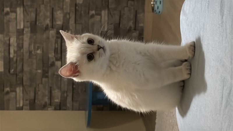 British Shorthair, Kedi  Ceku fotoğrafı