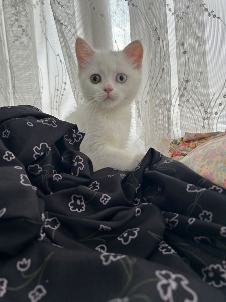 British Shorthair, Kedi  Mira fotoğrafı
