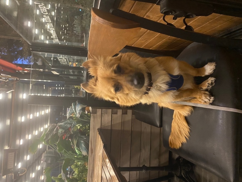 Pomeranyalı, Köpek  Lora fotoğrafı