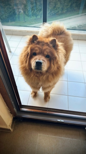 Chow Chow (çin Aslanı), Köpek  Nova fotoğrafı