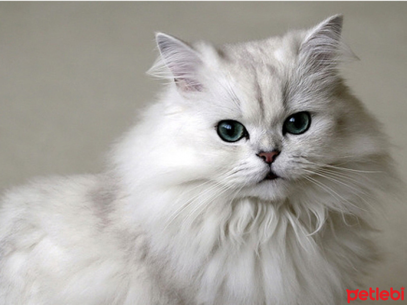 British Shorthair, Kedi  BAL fotoğrafı