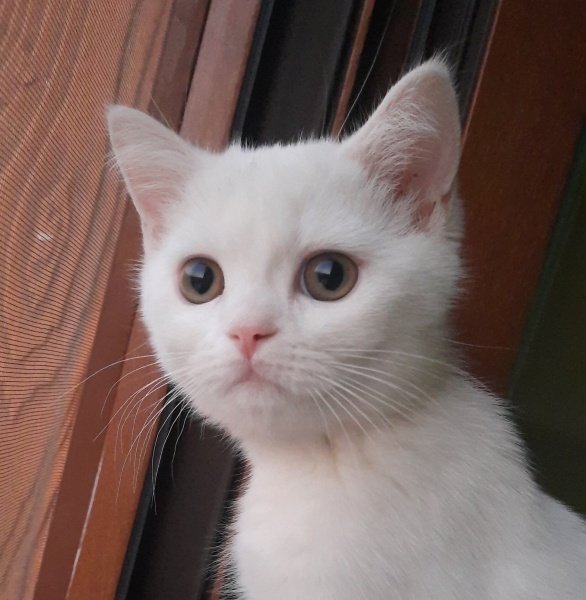 British Shorthair, Kedi  Leo fotoğrafı