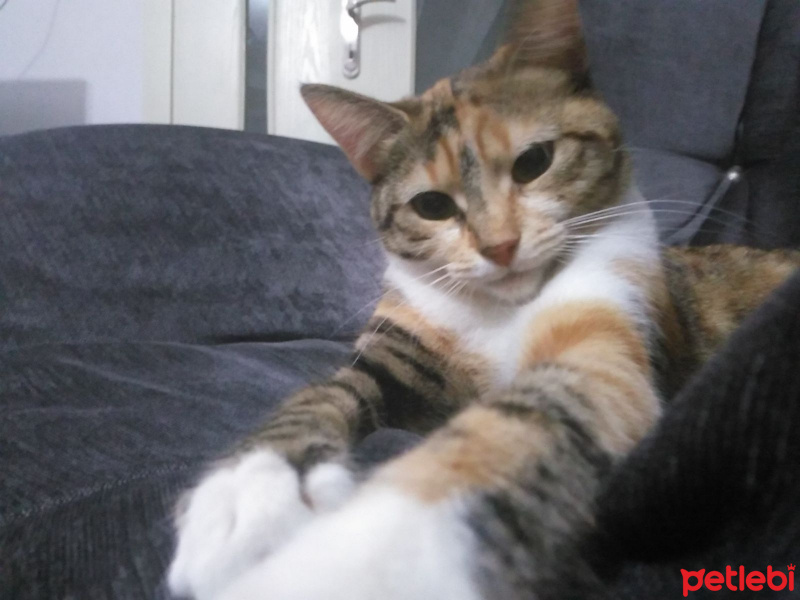 Tekir Kedi, Kedi  Mia fotoğrafı