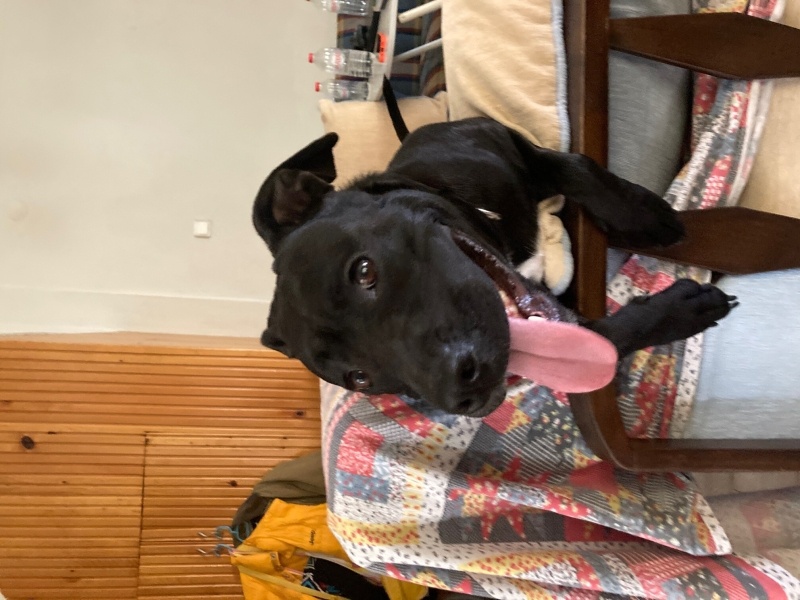 Staffordshire Bull Terrier, Köpek  Luna fotoğrafı