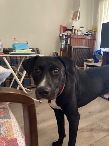 Labrador Retriever, Köpek  Rico fotoğrafı