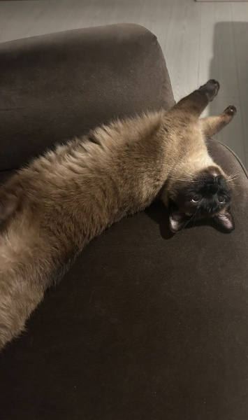 Siyam Kedisi, Kedi  Sütlaç fotoğrafı