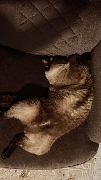 Siyam Kedisi, Kedi  Sütlaç fotoğrafı