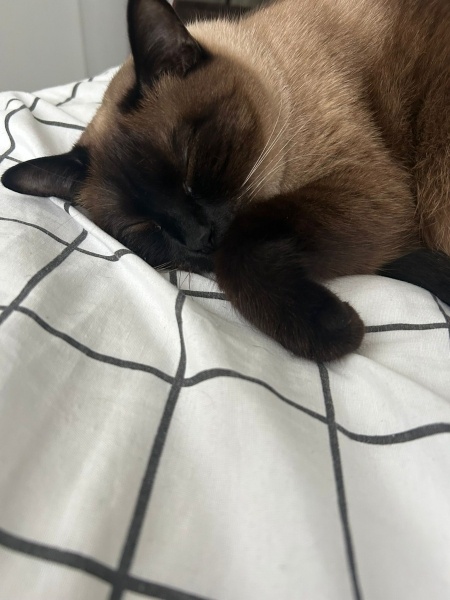 Siyam Kedisi, Kedi  Sütlaç fotoğrafı