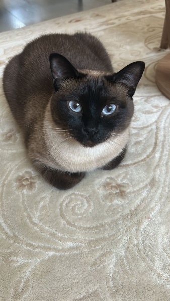 Siyam Kedisi, Kedi  Sütlaç fotoğrafı