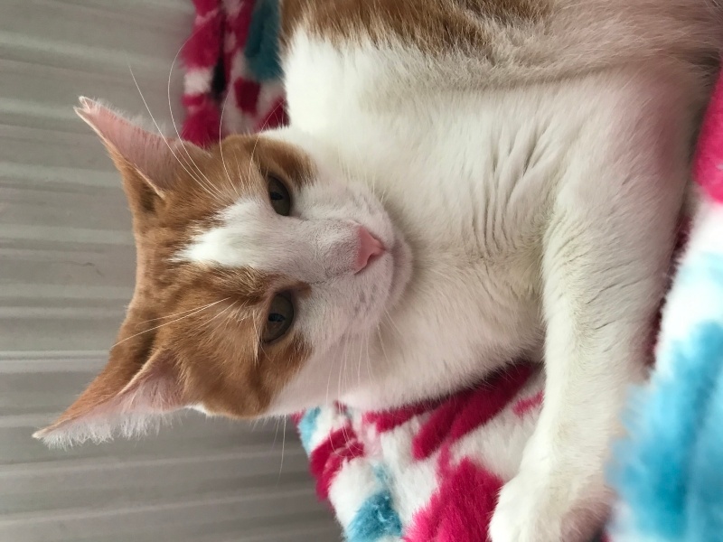 Sarman, Kedi  Ayşe fotoğrafı