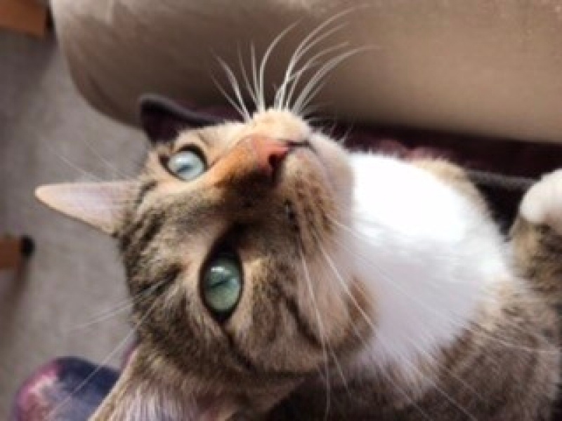 Tekir Kedi, Kedi  Köfte fotoğrafı