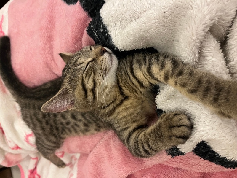 Tekir Kedi, Kedi  Mia fotoğrafı
