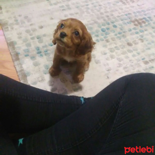 Amerikan Cocker Spaniel, Köpek  Gomis fotoğrafı