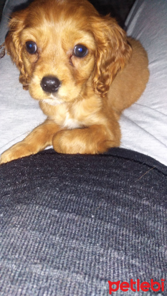Amerikan Cocker Spaniel, Köpek  Gomis fotoğrafı