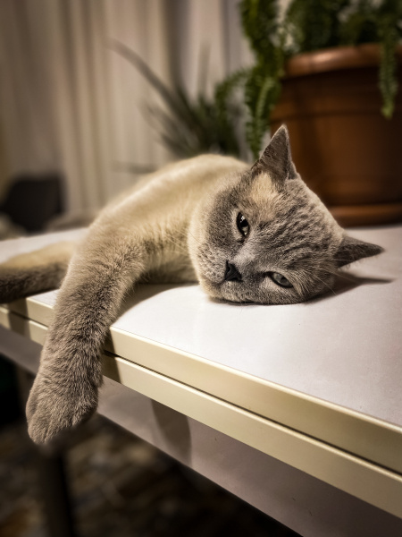 British Shorthair, Kedi  Duman fotoğrafı