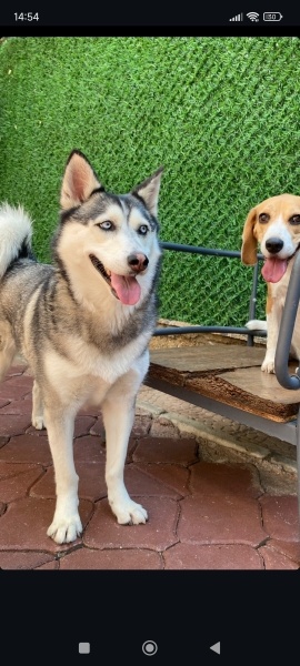 Sibirya Kurdu (Husky), Köpek  Nephthys fotoğrafı