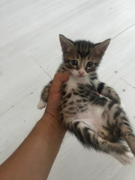 Tekir Kedi, Kedi  tarçın fotoğrafı