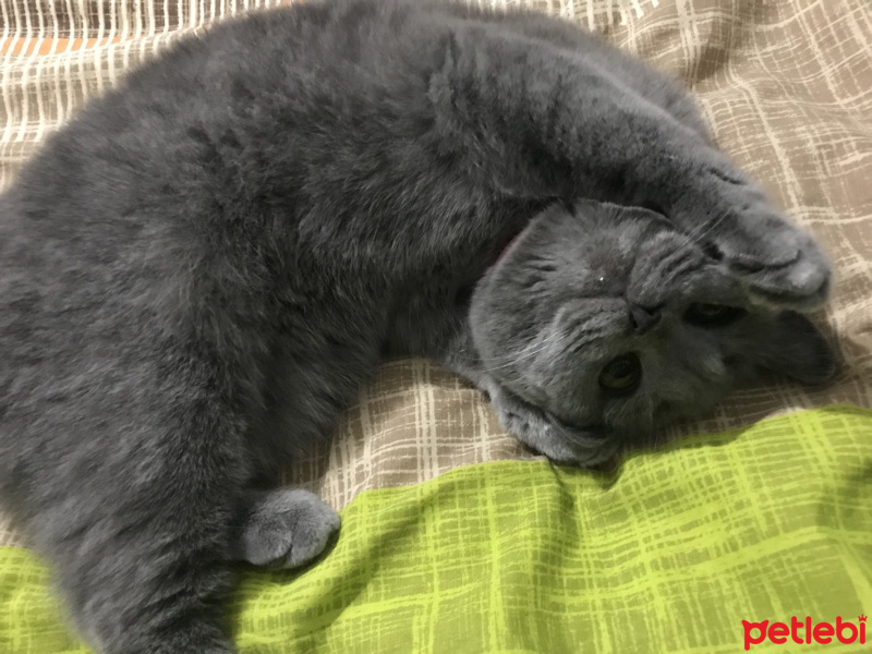 British Shorthair, Kedi  Şans fotoğrafı