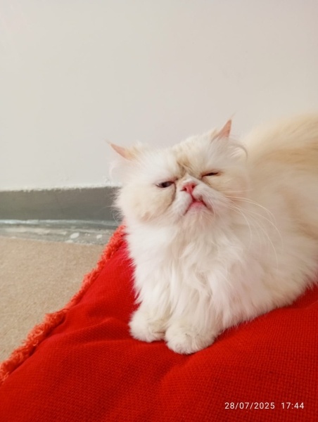 İran Kedisi (Persian), Kedi  Pakize fotoğrafı