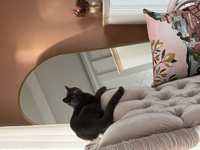 British Shorthair, Kedi  Gece fotoğrafı