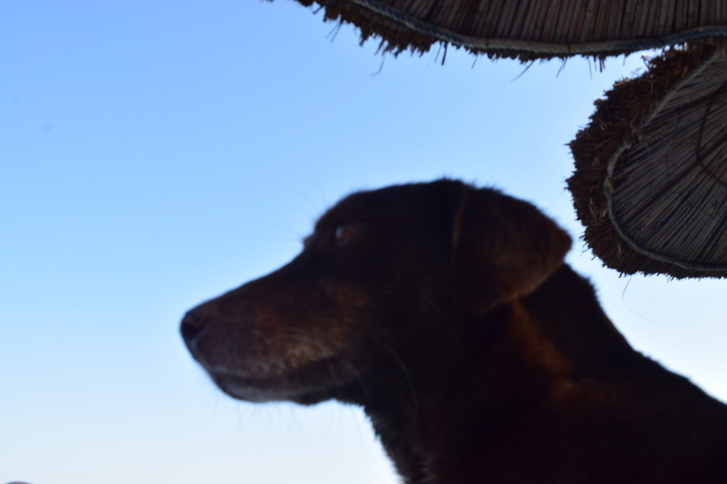 Sokö (Sokak Köpeği), Köpek  Chico fotoğrafı