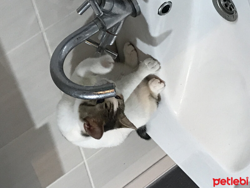 Tekir Kedi, Kedi  Badem fotoğrafı