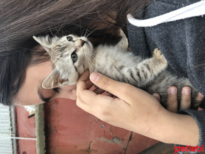 Tekir Kedi, Kedi  Badem fotoğrafı