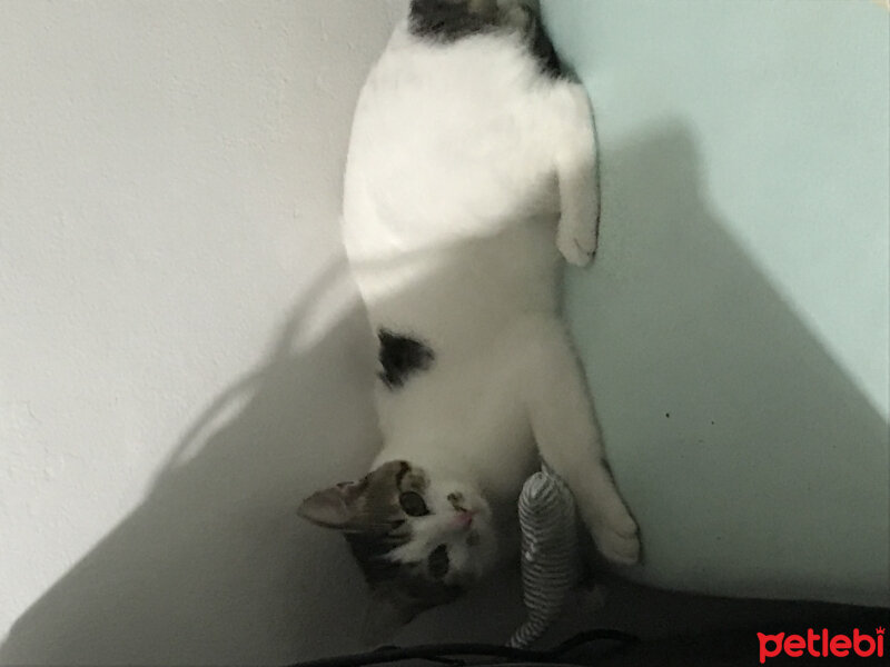 Tekir Kedi, Kedi  Badem fotoğrafı