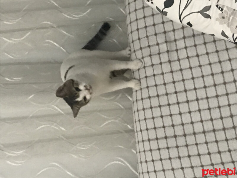 Tekir Kedi, Kedi  Badem fotoğrafı