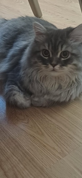 British Longhair, Kedi  Coco fotoğrafı