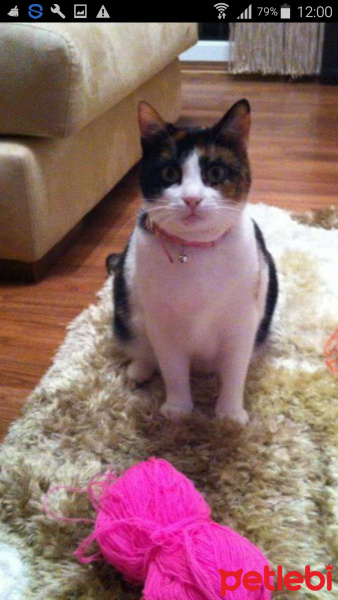 Tekir Kedi, Kedi  Bimba fotoğrafı