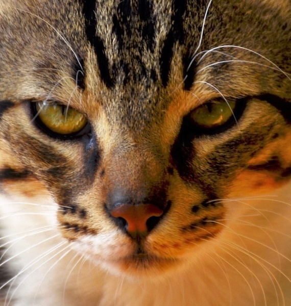 Tekir Kedi, Kedi  Küba fotoğrafı