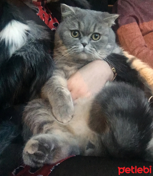 British Shorthair, Kedi  Leo fotoğrafı